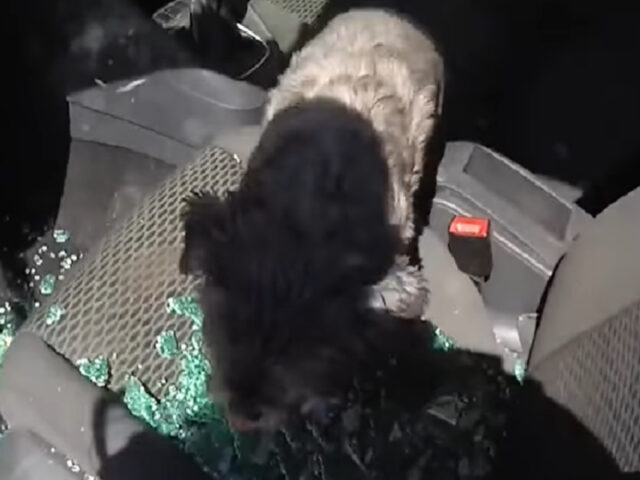 Agenti di polizia rompono il finestrino per salvare un cane in un’auto bollente