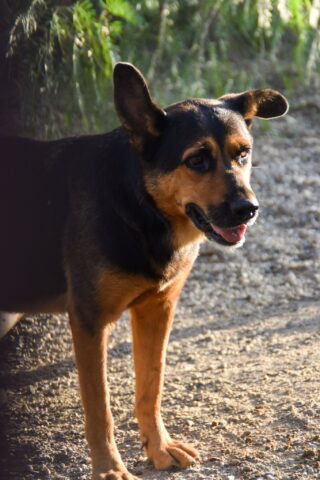 Sasha, meravigliosa cagnolina aspetta da tempo una famiglia: aiutiamola