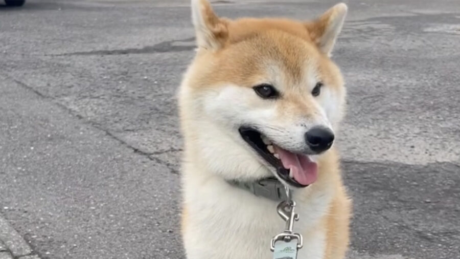 Shiba Inu al guinzaglio resta immobile e non vuole passeggiare