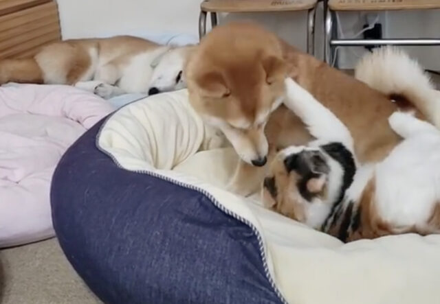 Shiba Inu e gatta giocano insieme, il video è dolcissimo