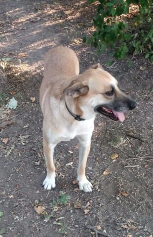 Star, la cagnolona che nessuno vuole cerca una famiglia per sempre