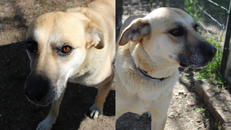 cagnolona