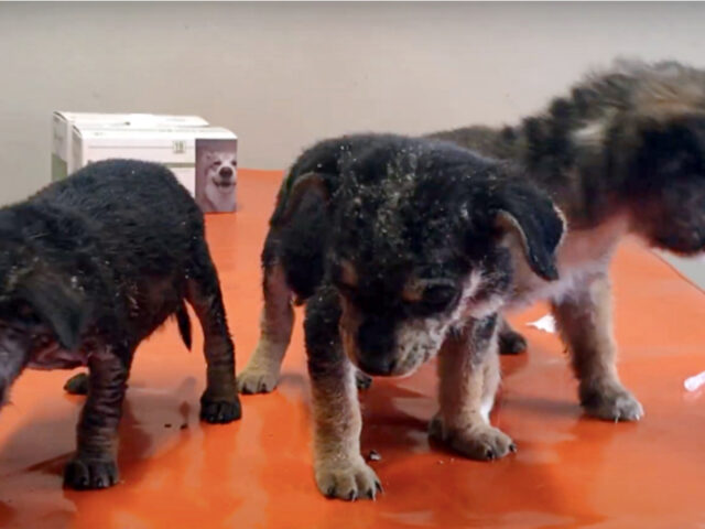 Cagnolina viene abbandonata insieme ai suoi cuccioli in una scatola