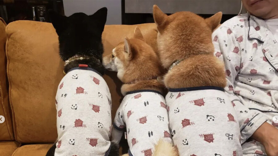 Trio di Shiba Inu condivide tutto anche i vestiti