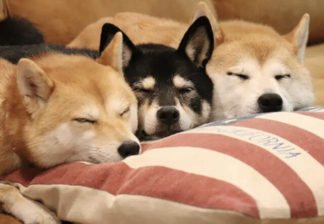 Trio di Shiba Inu condivide tutto anche il letto
