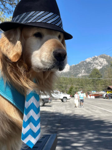 Idyllwild piange Max: il sindaco Golden Retriever aveva conquistato tutti
