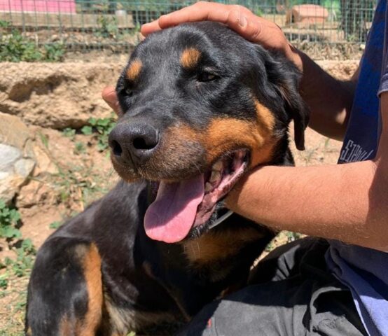 Valentina: Rottweiler dal futuro incerto cerca una nuova e gioiosa famiglia