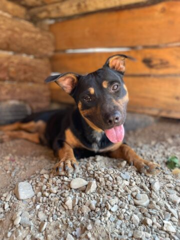 Vito, ancora nessuna richiesta di adozione per questo meraviglioso cagnolino: aiutiamolo