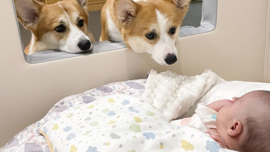 Welsh Corgi Pembroke innamorati di un neonato arrivato a casa