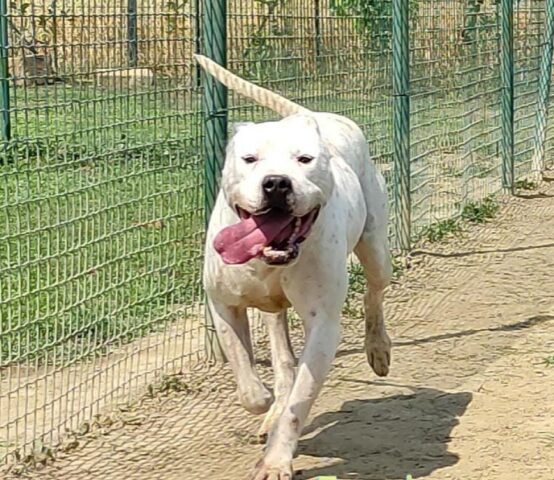 Zeus: Dogo Argentino è pronto a conquistare una nuova famiglia