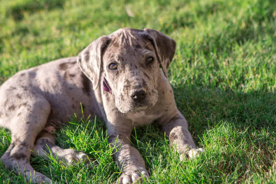 cucciolo di alano come tenerlo in casa