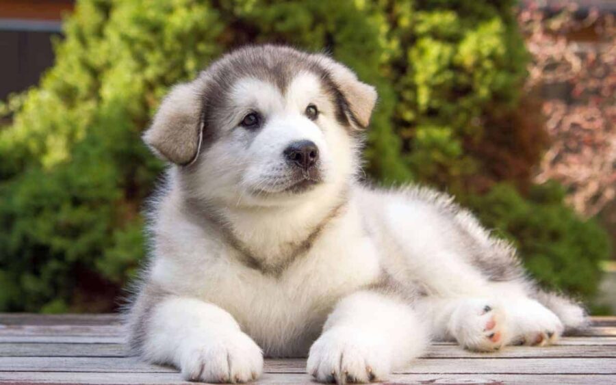 cucciolo di Alaskan Malamute