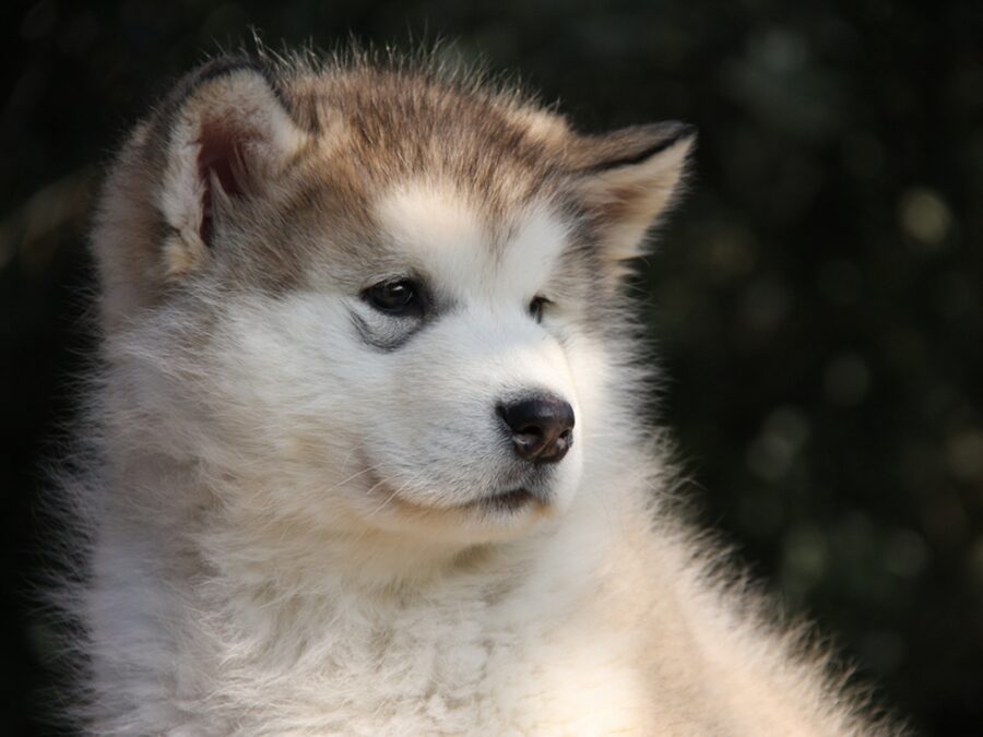 Alaskan Malamute cucciolo: come educarlo e cosa gli serve