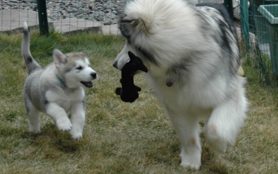 mamma e cucciolo Alaskan Malamute