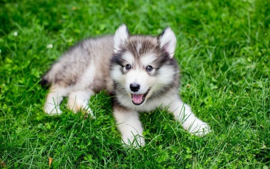 cucciolo di Alaskan Malamute