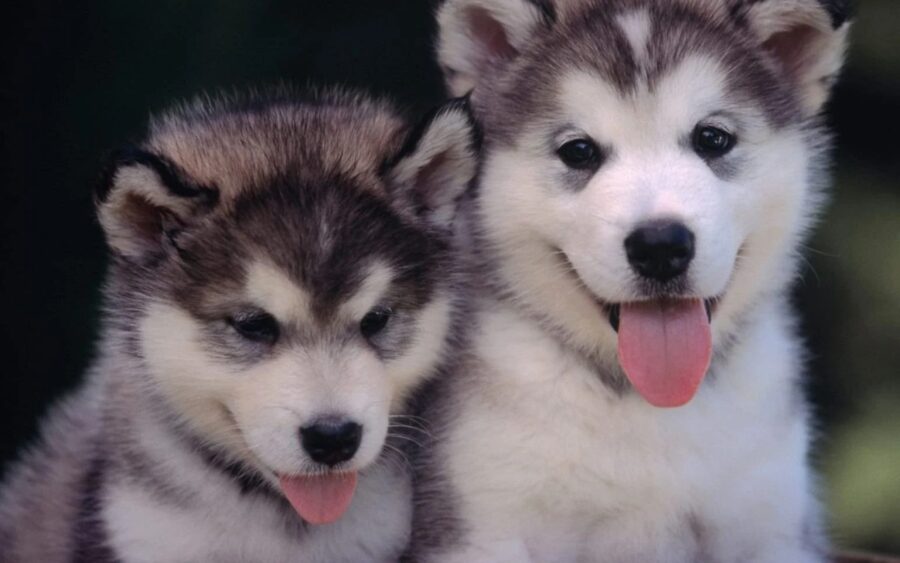 cuccioli di Alaskan Malamute