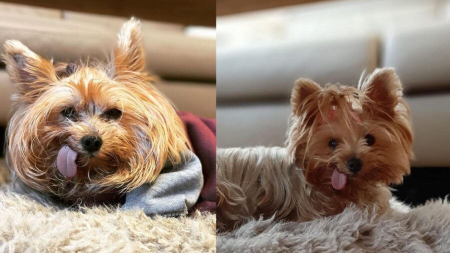 Amy Australian Silky Terrier