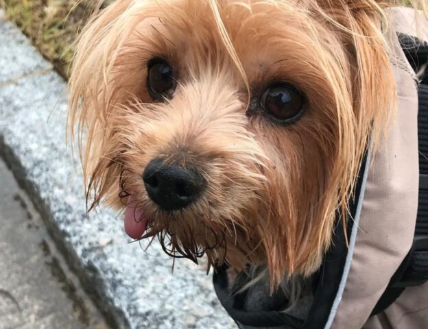 Amy, l’Australian Silky Terrier che conquista tutti grazie a un particolare molto speciale