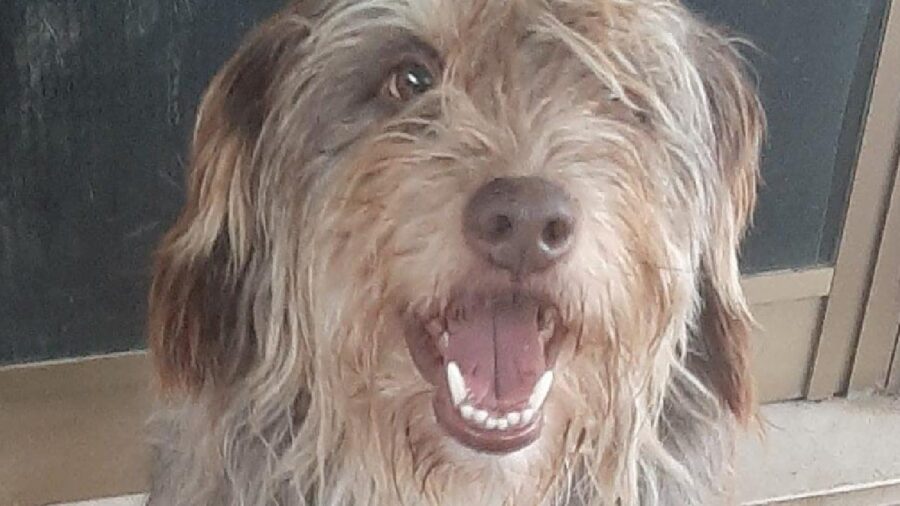 cane simil spinone pelo marrone