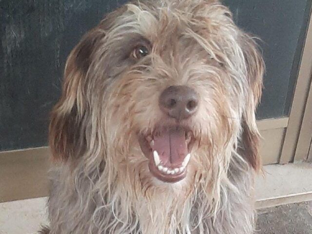 Ardea, Shrek si allontana senza far più ritorno, questo cane simil Spinone risulta smarrito da giorni