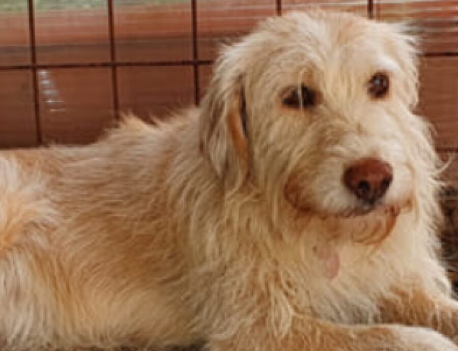 cagnolina dea naso colore forte