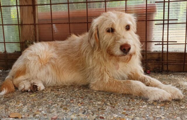 Argenta, fugge con collare e guinzaglio agganciato, si cerca una cagnolina che risponde al nome di Dea