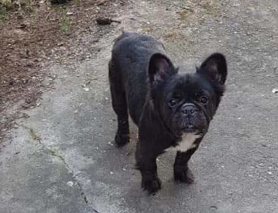 cagnolina my orecchie con pelo