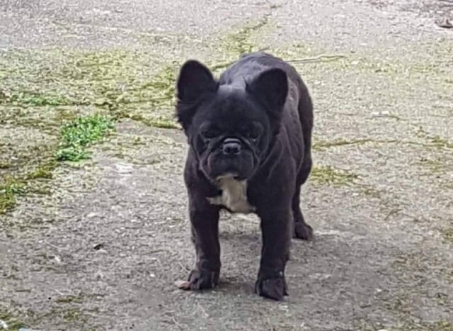 Asti, si perde a 6 anni una cagnolina Bulldog Francese di nome My, proseguono le disperate ricerche