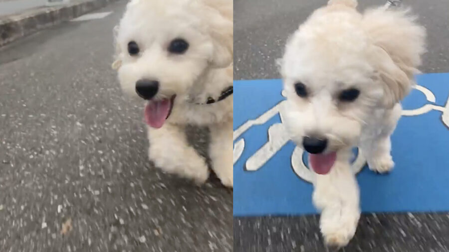 cane barboncino corre felice al guinzaglio