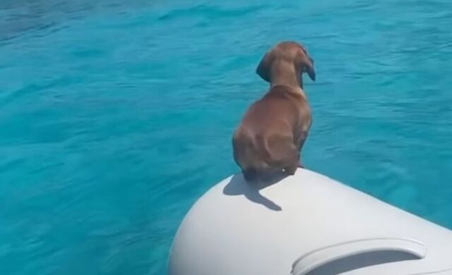 Il bassotto è un amante del mare e impara a fare i tuffi dalla barca (VIDEO)