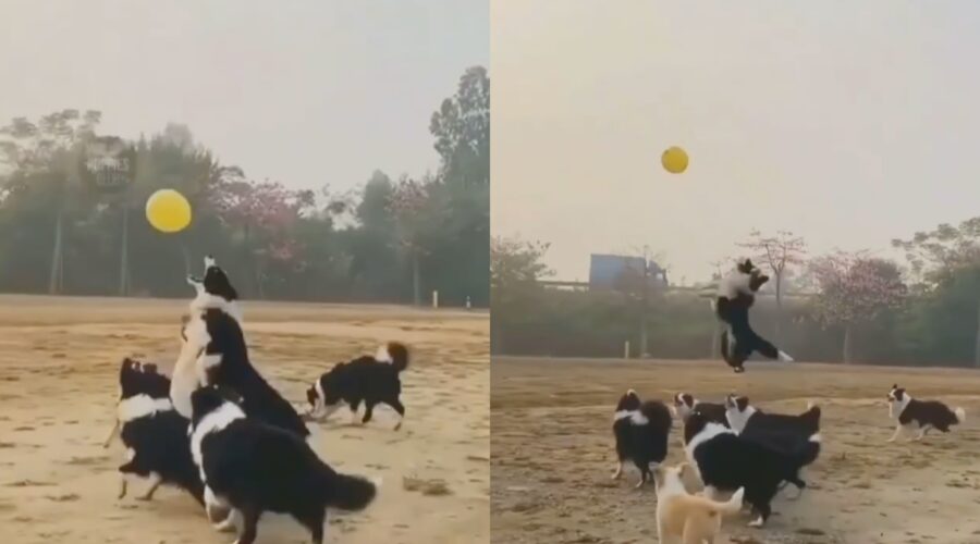 cani border collie acchiappano un palloncino