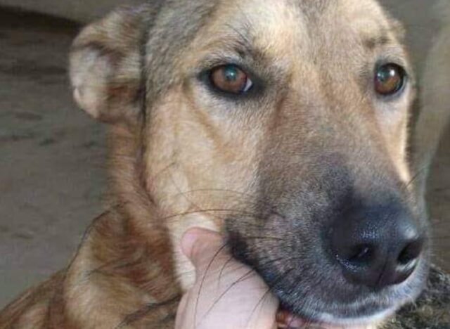 Bosco Marengo, a 5 anni dalla scomparsa del cane, i proprietari sono ancora alla ricerca del dolce Tom