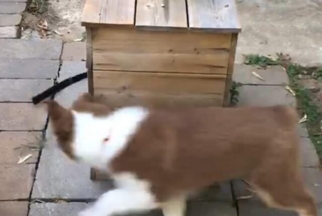 Il buffo cane continua ad inseguire il suo guinzaglio senza fermarsi (VIDEO)