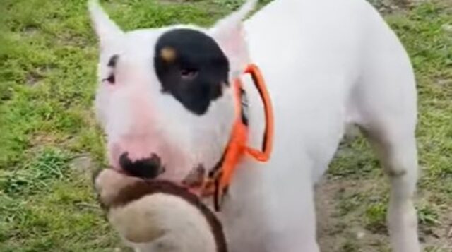 Un Bull Terrier paziente sopporta le angheria degli animali di casa (VIDEO)