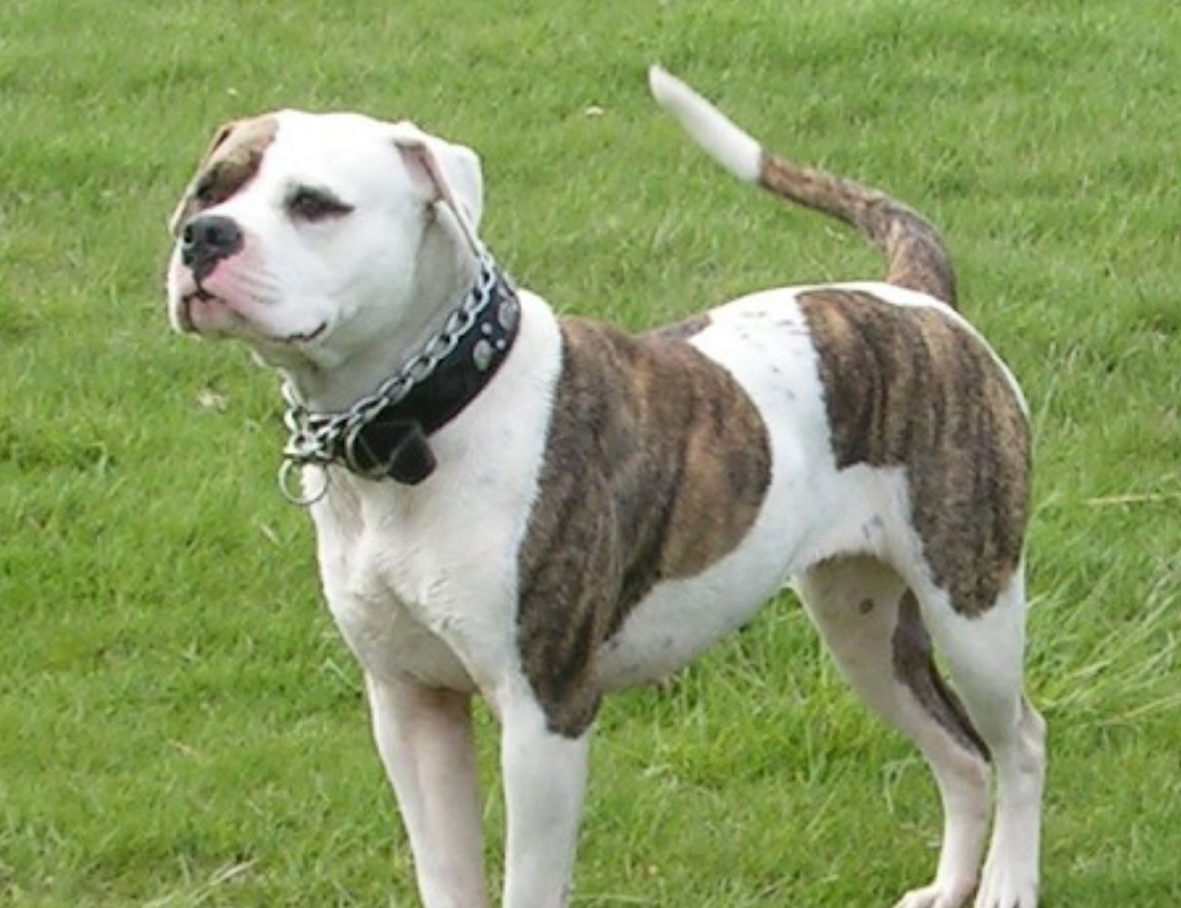 Alapaha Blue Blood Bulldog