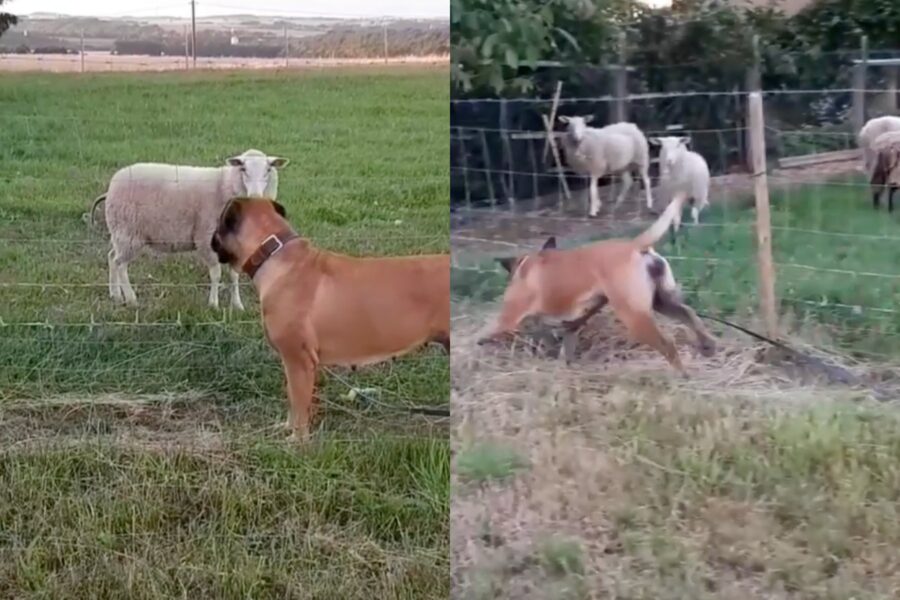 la cagnolona Gretel vuole far amicizia con le pecorelle