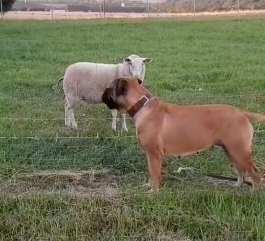 Gretel, la cagnolona Bullmastiff che vuole fare amicizia con le pecorelle (VIDEO)