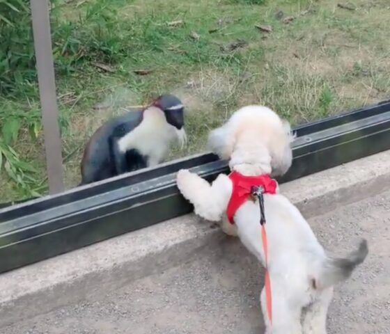 cagnolina bolonka gioca con una scimmietta
