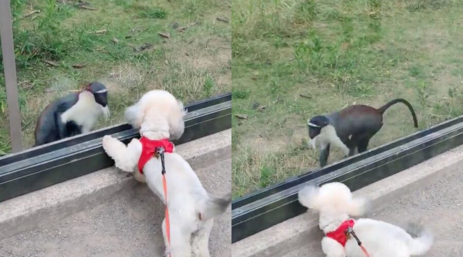 cagnolina Bolonka si diverte con la scimmietta