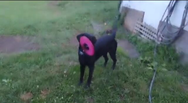 cagnolino gioca con il frisbee