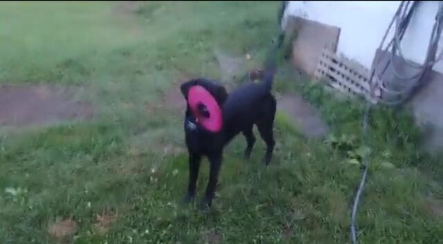 Cagnolino gioca con il frisbee per la prima volta (VIDEO)