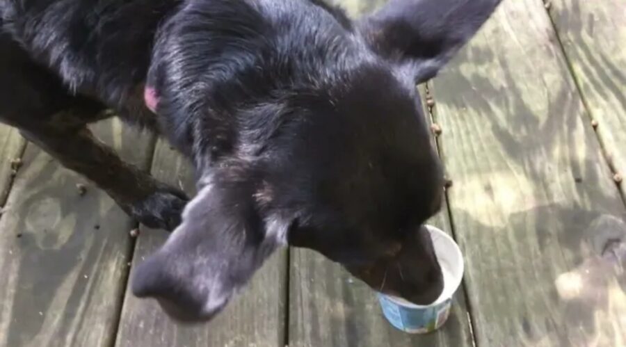 cagnolino mangia il gelato per la prima volta