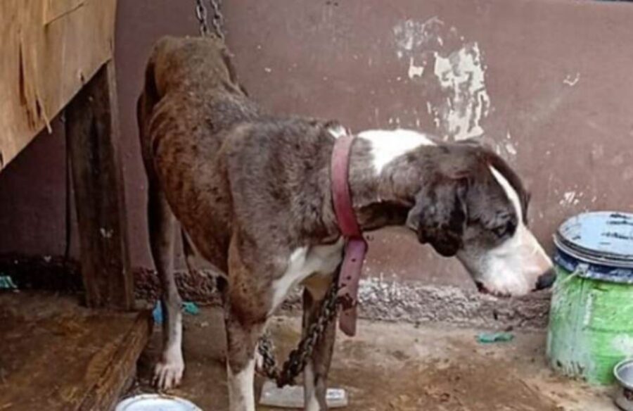 cagnolino salvato da maltrattamenti