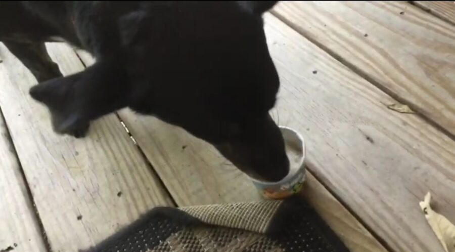 video di un cagnolino