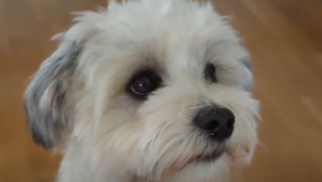 Un cagnolino Havanese non riesce a dire di no alle richieste di gioco della proprietaria (VIDEO)