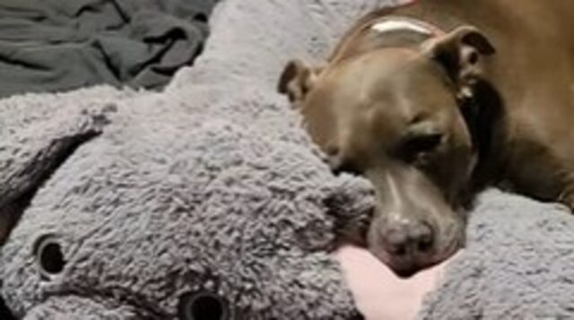 La cagnolona Pit Bull Canela è molto talentuosa e adora giocare a palla (VIDEO)