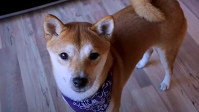 La cagnolona Shiba Inu Taurus sa che il suo umano farebbe di tutto per lei (VIDEO)