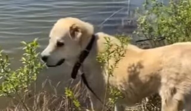 La cagnolona Terra è guarita dal punto di vista fisico che psicologico; la storia (VIDEO)