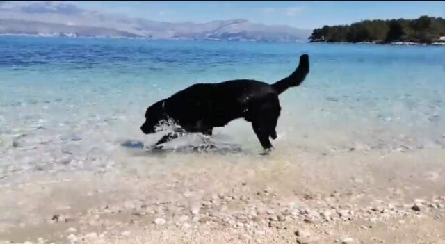 Cagnolone conosce il mare per la prima volta (VIDEO)