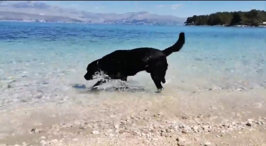 cagnolone va in spiaggia per la prima volta